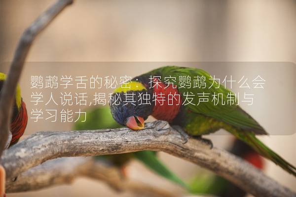 鸚鵡學舌的秘密：探究鸚鵡為什么會學人說話,揭秘其獨特的發聲機制與學習能力